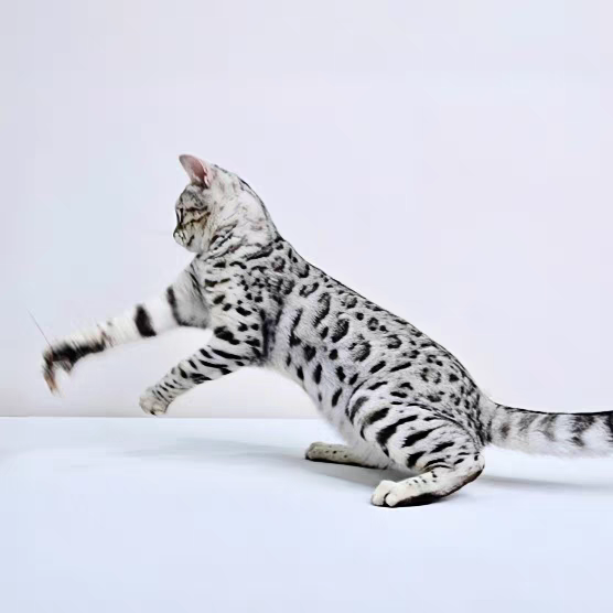 猫舍直销批发价格出售孟加拉豹猫